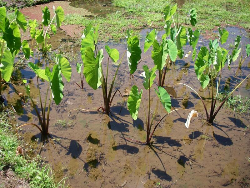 Climate and Soil Requirements for Growing Taro Plants